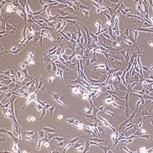 非洲绿猴肾细胞 SV40转化，COS7细胞
